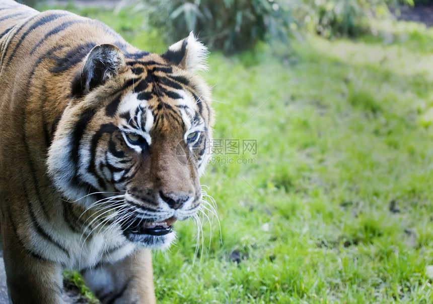 西伯利亚虎猫科猎人老虎丛林条纹侵略空间野猫动物园食肉图片