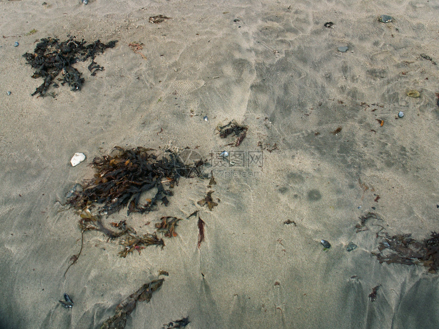 沙海藻褐藻图片