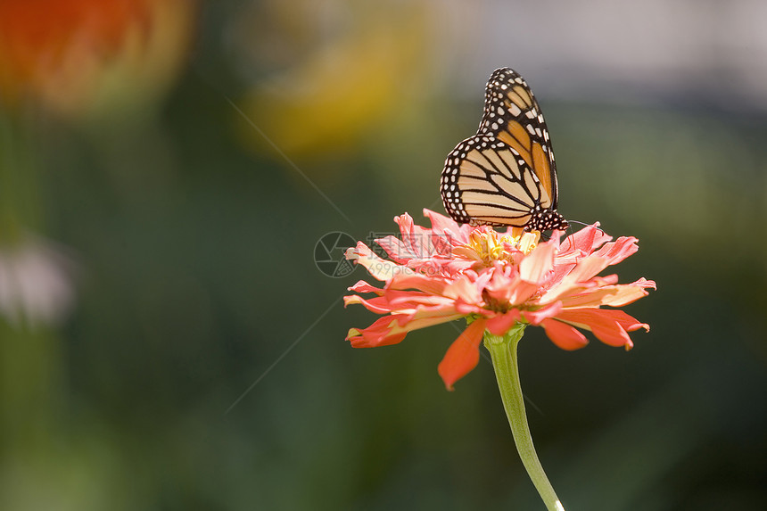 花上的蝴蝶季节动物群翅膀生物学植物群园艺生态橙子环境花蜜图片