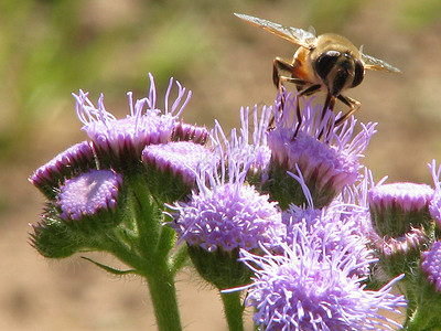 蜜蜂到鲜花宏观花朵蜂蜜昆虫场地花粉收集背景图片