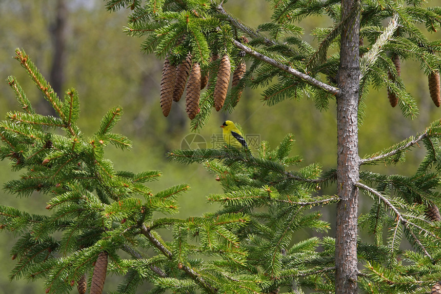美国戈德芬奇金子森林配种男性鸣禽栖息羽毛荒野林地野生动物图片