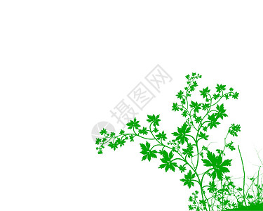 绿色树叶背景墙纸白色季节插图植物绘画木头叶子背景图片