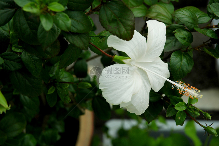 白色的马尔瓦切埃希比斯克花朵柱头花瓣玫瑰花装饰品红色雌蕊国花草本热带灌木图片