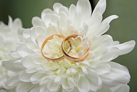 白菊花上的结婚戒指背景图片