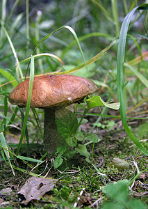 蘑菇木头生长苔藓帽子绿色夏天高清图片素材