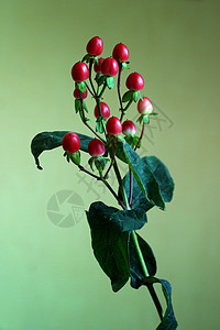 红莓分支红色绿色浆果花束植物群工作室背景图片