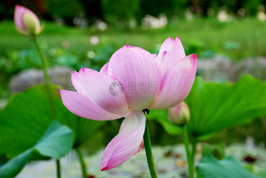 水百合花束花朵树叶紫色湖泊叶子绿色花瓣女性女士图片