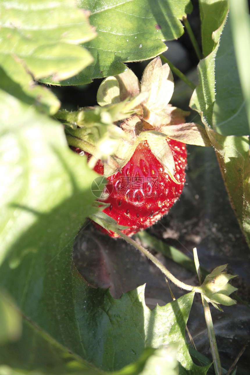 草莓床单植物甜点丰收花园浆果红色图片