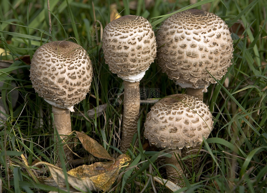 蘑菇植物学采摘地面生长烹饪叶子食物季节苔藓植物图片