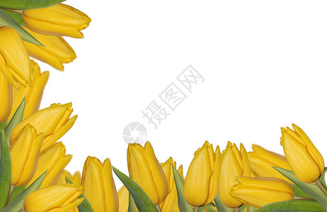 黄色郁金香边框框架绿色季节性美丽花瓣植物乡村植物学灯泡生活背景图片