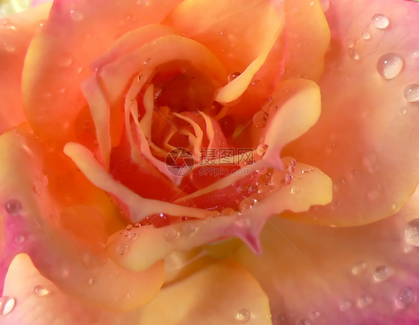玫瑰婚礼新娘回忆植物群花瓣记忆礼物花朵宏观念日图片