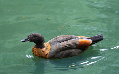 游泳鸭脖子动物黑色生态野生动物棕色鸟类橙子宏观尾巴背景图片