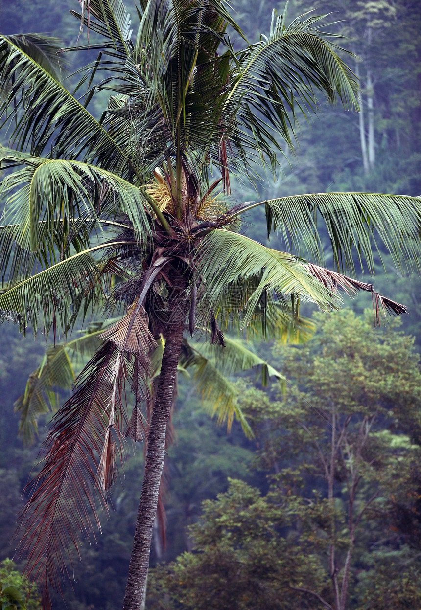 丛林植物椰子运河植被反射雨林情调渠道环境棕榈图片