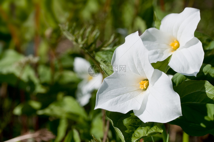 白翠柳叶子公园花药花瓣荒野花粉木头花朵林地晴天图片