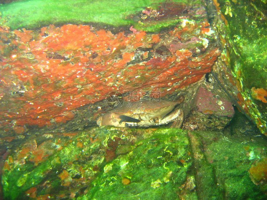 螃蟹潜水洞穴海洋图片