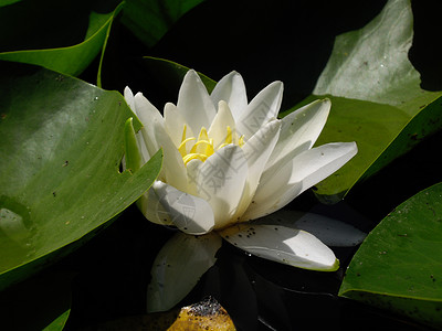 水百里树叶绿色花瓣植物背景图片