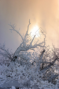 积雪中的树枝村庄冻结季节狂风孤独树叶蓝色毯子暴风雪分支机构背景图片