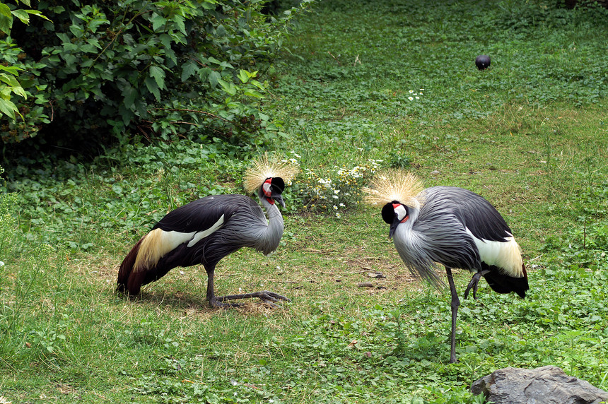 非洲加冕起重机黑色动物脖子灰色调节器栖息情调鸟类白色野生动物图片