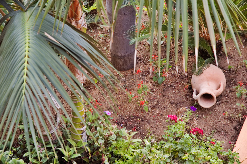 罐花园热带植物群棕榈植物花朵青菜图片