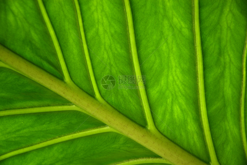 绿绿色网站植物线条墙纸戏剧性生态叶子生活网页静脉图片