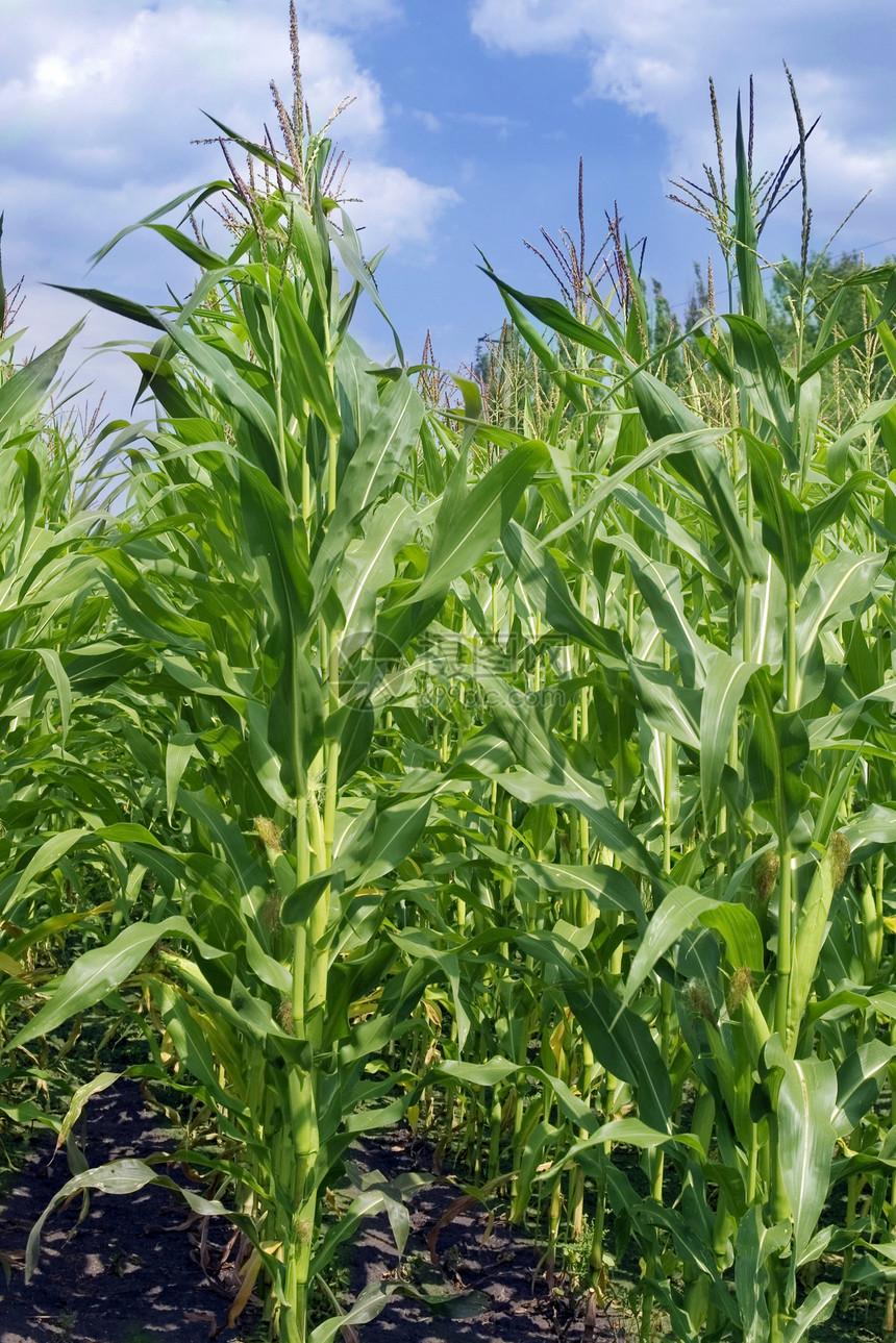 在蓝天上的玉米田中场地农场种子土地蓝色生长食物天气乡村场景图片