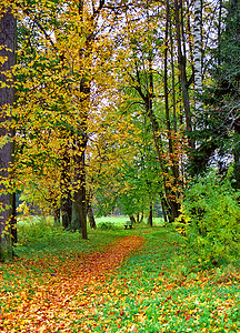 秋季公园法官树木天气桦木黄色植物群森林季节树叶寂寞红色空的高清图片素材