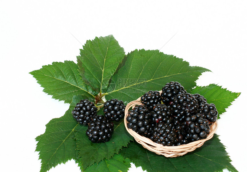 黑莓营养水果蓝色小吃维生素食物甜点黑色绿色种子图片