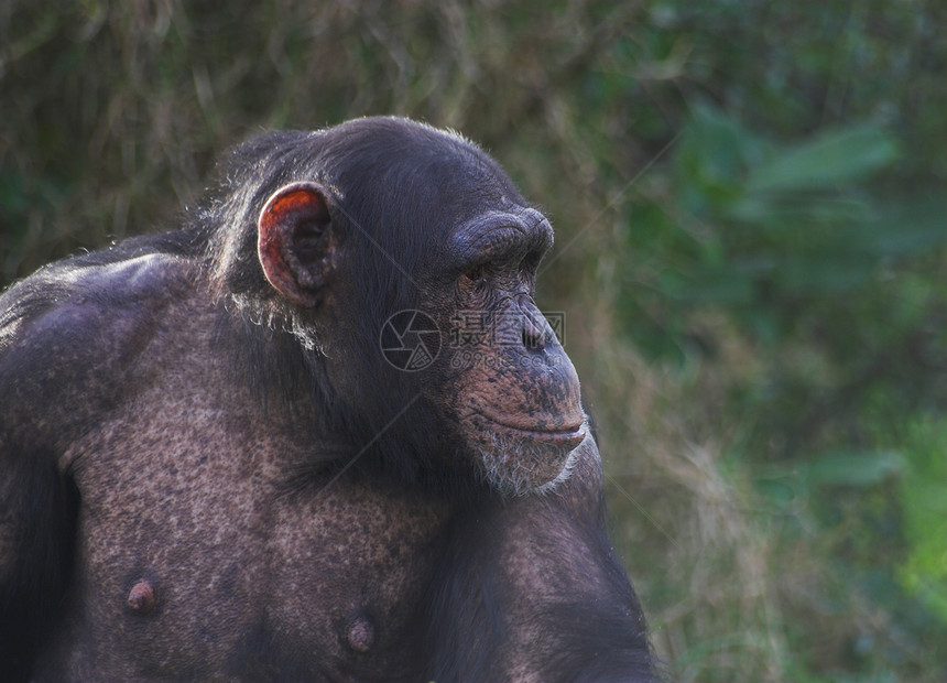 青黄丛林艺术动物食物黑猩猩灵长类猿猴耳朵大猩猩热带图片