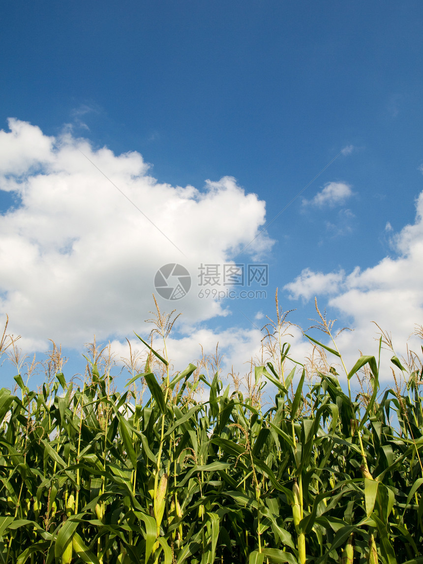 玉米作物田环境种植园绿色农场栽培生长食物场地结盟树叶图片