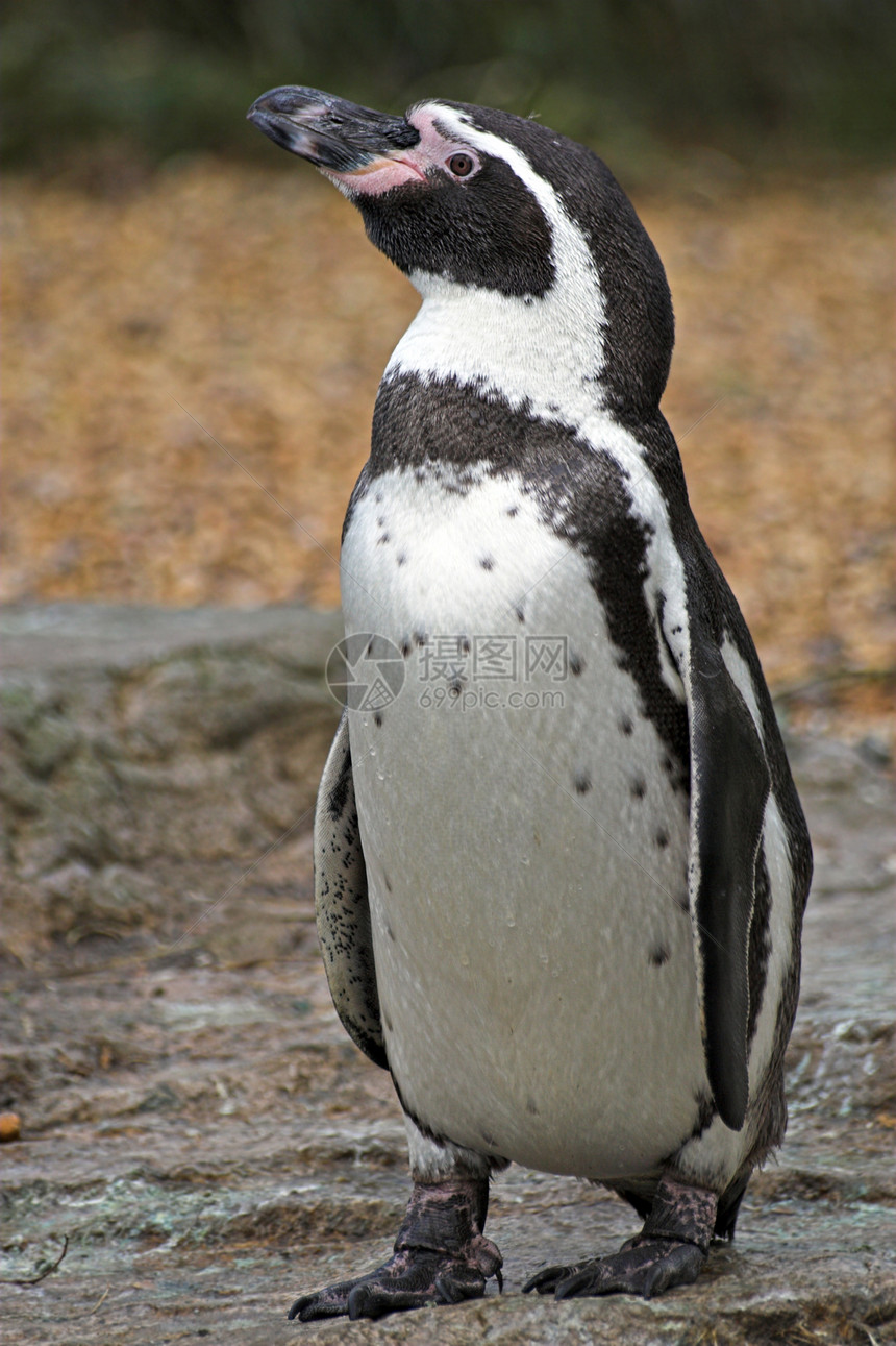 企鹅野生动物邮政姿势冻结天空手表翅膀图片