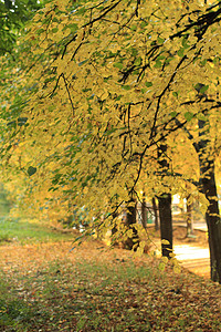 秋天来了天气树叶季节黄色季节性树干绿色黑色公园树木黑色的高清图片素材