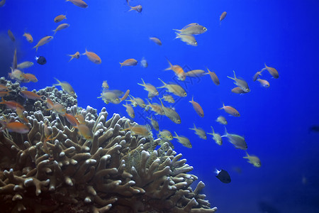水下地貌景观鳞鳍浮潜蓝色海洋潜水明星珊瑚情调呼吸管异国背景图片
