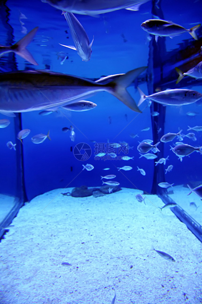 水族馆浅滩学校海洋假期蓝色热带游泳异国珊瑚潜水图片