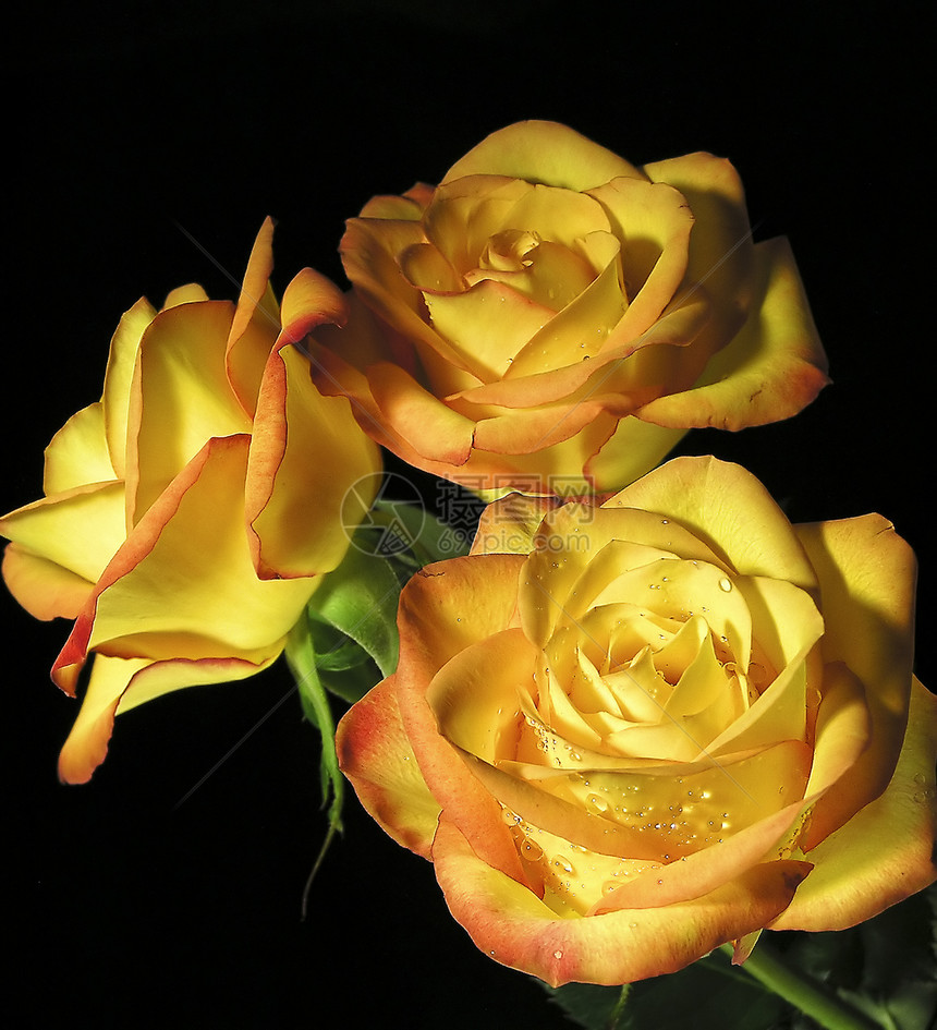 黑色背景上的玫瑰花朵橙子花瓣图片