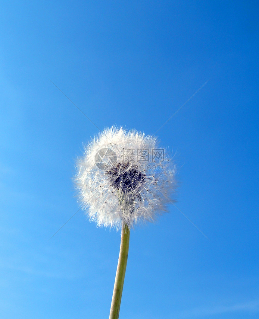 花朵和天空天堂人马座草本植物花瓣花蜜季节树叶卡片植物辉煌图片