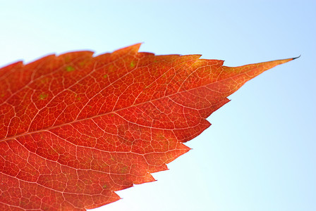 秋叶在天空的底部红色金色蓝色红叶宏观高清图片