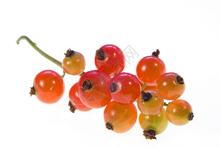 红曲线水果红色食物白色宏观背景图片