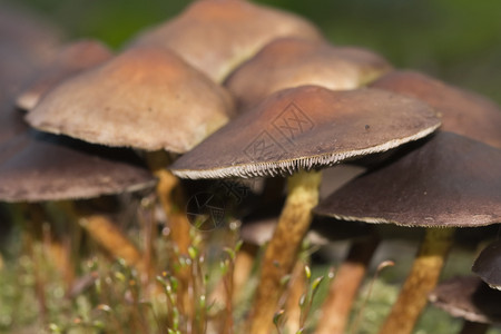 森林地板上的蘑菇室苔藓宏观菌类树木季节性背景图片