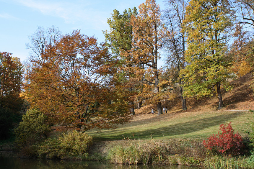 秋季散步树叶叶子黄色季节树木衬套草皮红色灌木丛橙子图片