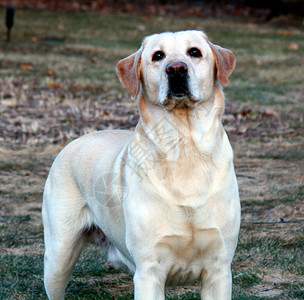 拉布拉多检索黄色男性猎犬背景图片
