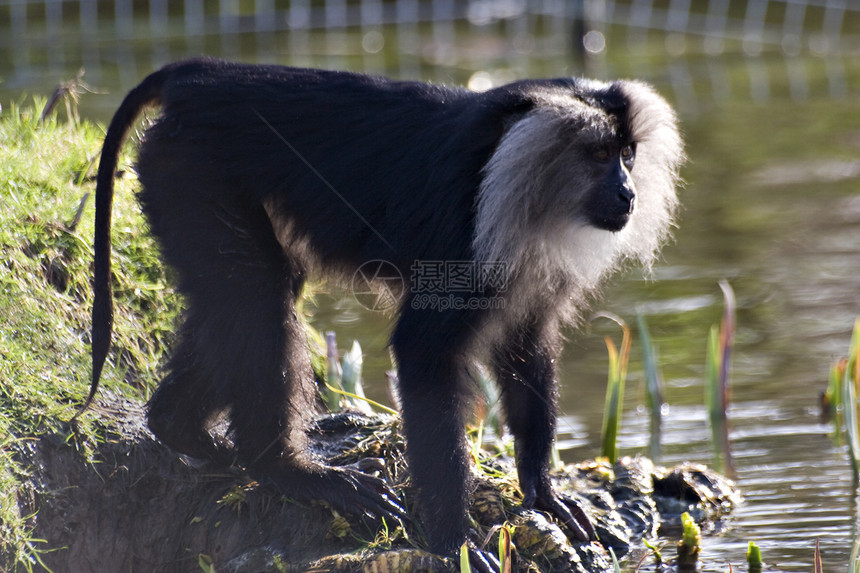 狮子大赛 Macaque猕猴荒野尾巴图片