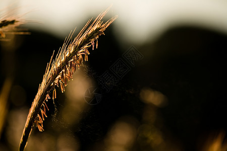 清晨的草原背光植物阳光背景图片