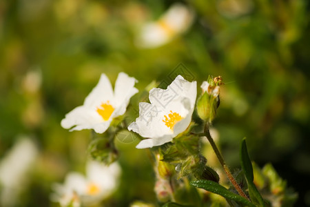 夏花花朵白色阳光绿色宏观背景图片