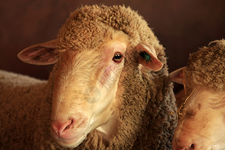 梅里诺羊羊羊毛配种农业羊肉背景图片