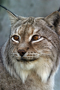Lynx 林克毛皮猫咪野猫荒野动物园动物哺乳动物猫科危险食肉户外的高清图片素材