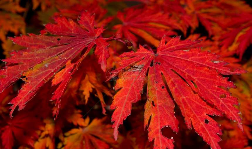 红秋假植物学叶子环境植物宏观季节季节性树叶橙子红色图片