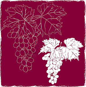 攀爬葡萄藤蔓有叶叶的葡萄叶子藤蔓植物红色卷须状水果插图卷须葡萄园植物学设计图片