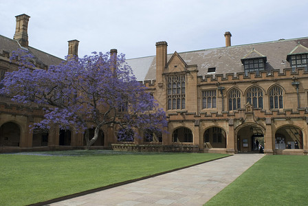 悉尼大学夸德龙历史性庭院学习教育历史步伐回廊紫色四边形草地背景图片
