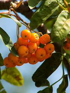 阿什莓浆果花园树木背景图片
