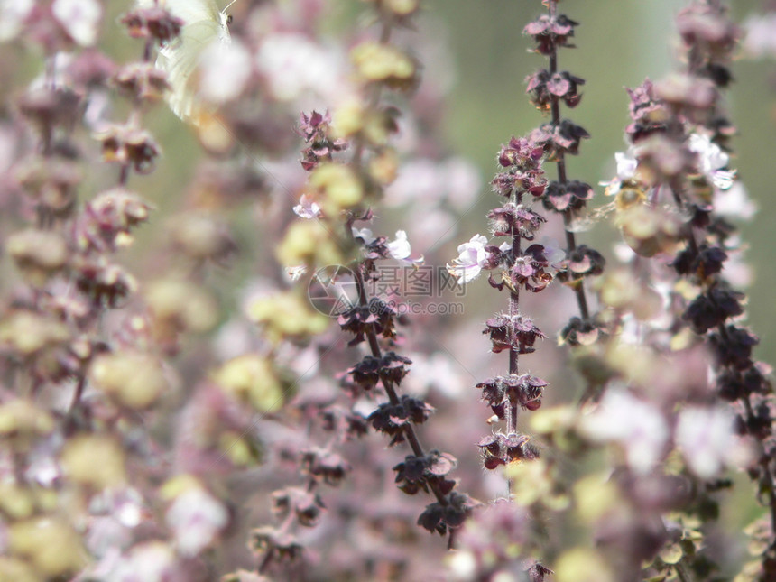 色素字段特写梦幻荒野紫色植物生长草本植物花朵场地野花图片
